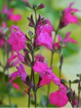 Sauge arbustive Cero Potosi - Salvia microphylla