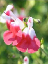 Sauge, Salvia microphylla Hot Lips en godet