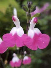 Sauge arbustive Pink Lips (Jeremy) - Salvia microphylla