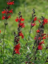 Sauge arbustive rouge sombre - Salvia microphylla Royal Bumble 