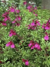 Sauge arbustive - Salvia jamensis Raspberry Royal