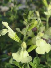 Sauge arbustive 'Suncrest 'Lemon Light''