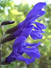 Sauge arbustive - Salvia guaranitica Black and Blue1