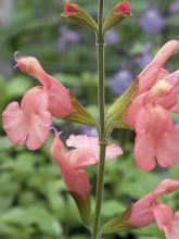 SAUGE BELLE DE LOIRE, plante en ligne