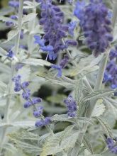 Perovskia Silvery Blue - Sauge d'Afghanistan