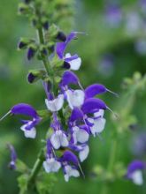 Salvia pratensis Madeline - Sauge des près