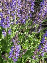 Salvia pratensis Rhapsody in Blue - Sauge des près