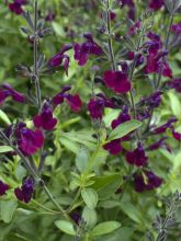 Sauge arbustive Nachtvlinder - Salvia microphylla