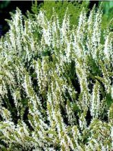 Salvia nemorosa Schneehügel - Sauge des bois