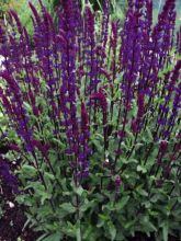 Salvia nemorosa Serenade - Sauge des bois