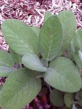 Sauge officinale - Salvia officinalis Berggarten