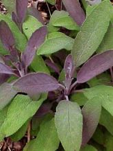 Sauge officinale poupre - Salvia officinalis Purpurescens