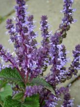 Salvia verticillata Hannay's Blue - Sauge verticillée.