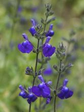 Sauge 'Victoria Blue'