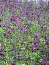 Sauge arbustive - Salvia jamensis Violette de Loire