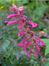 Sauge Wendy's Wish - Salvia hybride