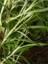 Salix rosmarinifolia - Saule romarin