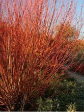 Salix alba Chermesina - Saule blanc - Osier rouge