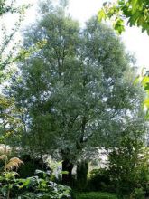 Saule blanc, aubier, saule argenté 'Sericea'