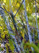 Saule - Salix acutifolia Blue Streak