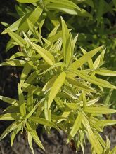 Saule doré -  Salix sachalinensis Golden Sunshine