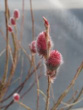 Salix purpurea Nana - Saule rouge