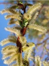 Salix sachalinensis Sekka - Saule de Sakhaline 