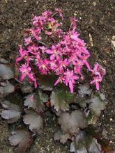 Saxifrage 'Black Ruby'