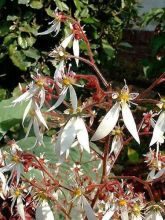 Saxifrage - Saxifraga stolonifera Cuscutiformis