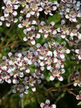 Saxifraga cotyledon Southside Seedling - Saxifrage des montagnes