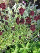 Scabieuse - Scabiosa Chile Black