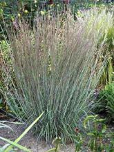 Schizachyrium scoparium Blue Heaven