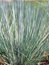 Schizachyrium scoparium Prairie Blues