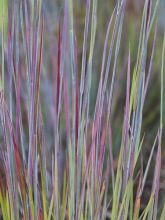 Schizachyrium scoparium 'Standing Ovation'