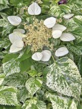 Schizophragma hydrangeoïdes Burst Of Light