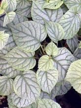 Schizophragma hydrangeoides Moonlight