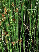 Schoenoplectus tabernaemontani Zebrinus - Scirpe aigu à tiges zébrées