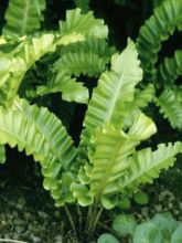 Asplenium scolopendrium Undulatum Angustatum - Fougère scolopendre