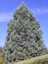 Sequoiadendron giganteum Glaucum - Séquoia géant                