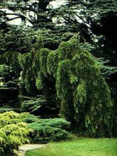 Sequoiadendron giganteum Pendulum - Séquoia géant pleureur