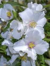 Seringat - Philadelphus Beauclerk