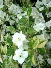 Seringat des jardins - Philadelphus Innocence