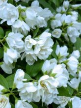 Philadelphus Manteau d'Hermine - Seringat.