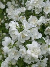 Seringat blanc - Philadelphus Mrs E.L. Robinson