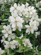 Seringat - Philadelphus Silberregen