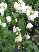 Seringat - Philadelphus Snowbelle