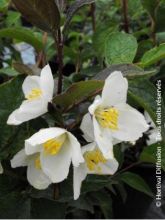 Seringat des jardins - Philadelphus Starbright