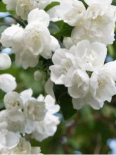 Philadelphus Virginal - Seringa Virginal