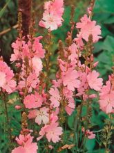 Sidalcea  'Elsie Heugh'