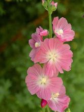 Sidalcea oregana 'Brilliant'